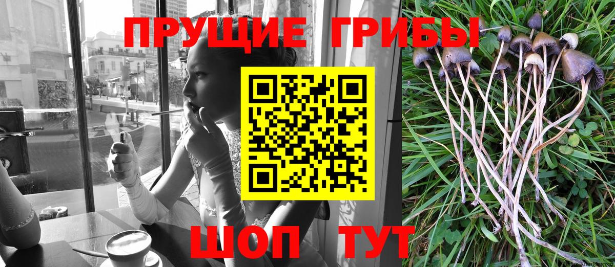 Галлюциногенные грибы Psilocybe Родники